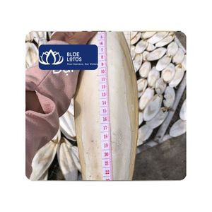 Hueso de Sepia Natural Más Vendido para Suplemento de Calcio, Alimento para Peces, Afilado de Pico para Mascotas, Recorte de Dientes, Crecimiento de Reptiles y Aves - Product Image 1