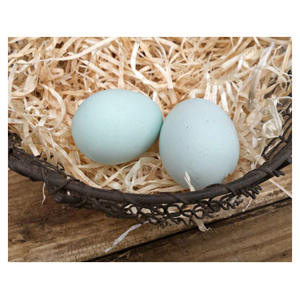 Œufs de poule blancs de haute qualité, fournisseur en gros, œufs frais de ferme, emballage en vrac, qualité export pour les marchés mondiaux - Product Image 1