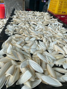 <b>DRIED</b> CUTTLE FISH BONE/ SEAFOOD WITH the BEST PRICE/ Ms. Lima - Product Image 4