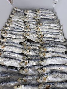 Pescado arenque seco de alta calidad al por mayor, arenque seco salado capturado en el mar para exportación - Product Image 6