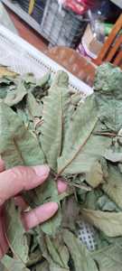 Hojas de Guayaba Secas Premium para la Producción de Té Herbal, Ricas en Antioxidantes y Nutrientes Esenciales para Exportación Global al por Mayor - Product Image 2