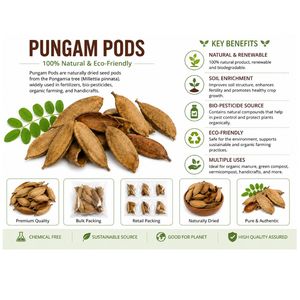 AQUA VRIKSHA Cápsulas Naturales de Pungam para Acuarios, Peceras de Betta, Peceras de Camarones y Acuapaisajismo |   Paquete de 10 - Product Image 1