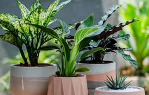 Macetas y Contenedores de Jardín de Hierro MTK al por Mayor, Ecológicos y Duraderos con Recubrimiento en Polvo para Compradores Internacionales - Product Image 2