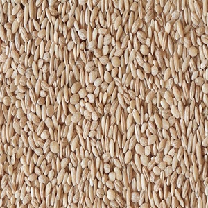 Graines d'orge offrant une germination fiable, une performance des grains élevée et une valeur pratique pour l'agriculture et la production - Product Image 1