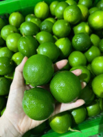 Récolte de citrons frais sans pépins du Vietnam Saveur naturellement sucrée et acidulée Qualité durable Emballé pour l'exportation dans le monde entier