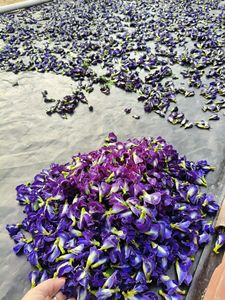 Fleur de pois papillon, thé bleu, ingrédient de boisson à base de plantes séchées, 100% naturel du Vietnam pour les cafés - Product Image 3