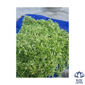Thé vert aux fleurs de papaye et aux herbes fraîches de lotus bleu, de haute qualité, écologique, pour la santé respiratoire, OEM ODM, 100% frais, provenant de la ferme Ho - Product Image 1