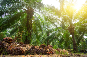 โรงงานบำบัดน้ำเสียโรงสกัดน้ำมันปาล์มประสิทธิภาพสูง พร้อมระบบกรองหลายขั้นตอนและการกู้คืนน้ำได้สูงสุด - Product Image 3