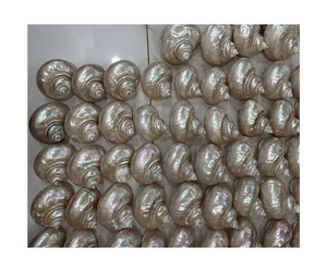 เปลือกหอยทะเลธรรมชาติ, เปลือกหอยสังข์คุณภาพพรีเมียม, ผู้ส่งออกขายส่งสำหรับตู้ปลาและงานฝีมือ - Product Image 4