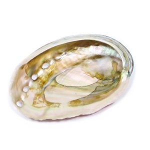 <b>Abalone</b> <b>shell</b> ocean seashell cheapest cost sea <b>shells</b> for making jewelry nautical decoration - Product Image 2