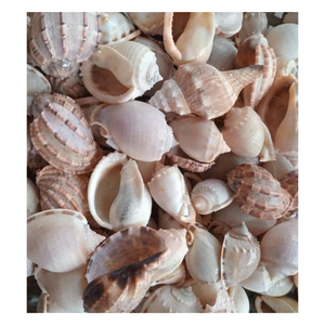 Conchas Marinas Espirales Verdes Naturales, Conchas de Caracol Crudas, Conchas Marinas Mixtas al por Mayor, Decoración Náutica Moderna para el Hogar, 99 GOLD - Product Image 1