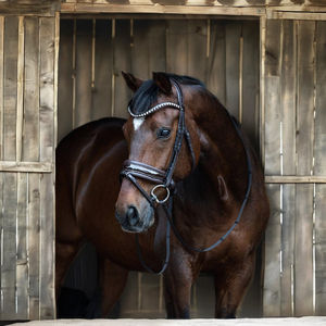 Brida de cuero ecuestre con logotipo personalizado, brida de caballo occidental con costuras elegantes, características de seguridad, bolsa de brida de carreras incluida - Product Image 4