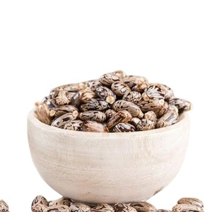 Graines de ricin de qualité supérieure, naturelles et matures, pour l'exportation en vrac, emballées en sacs tissés pour l'extraction d'huile industrielle - Product Image 1