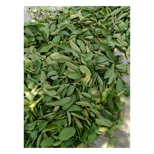 Hojas de Guayaba Secas de Primera Calidad, Proveedor Mayorista de Té de Hierbas, Directo de Fábrica, 24 Meses de Vida Útil, Proveedor de Vietnam - Product Image 5