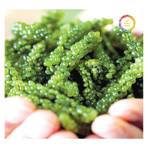 Uvas de Mar Naturales Cultivadas, Producto Fresco y Limpio - Product Image 5