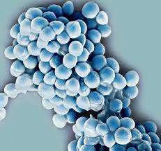 Polvo de Streptococcus Thermophilus de alta calidad al mejor precio - Product Image 2