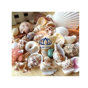 Artisanat en coquillages naturels, best-seller |   Décoration suspendue artisanale en coquillages durables pour complexe hôtelier - Product Image 1