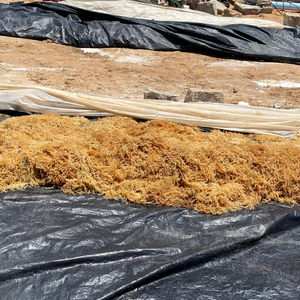 Musgo Marino Vietnamita Orgánico Premium Picado y Seco para la Producción de Gel Natural, Creando Espesante Nutritivo en Recetas Gourmet - Product Image 2