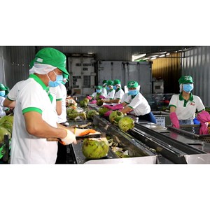 Lata de 330ml (enlatada) Agua de coco con diseño de empaque de bebidas original Distribuidores bajos en carbohidratos en Vietnam - Product Image 3