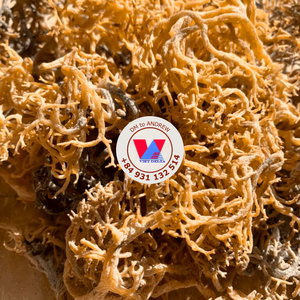 MORUE DE MER VIOLETTE SÉCHÉE EN VENTE CHAUDE, Eucheuma Cottonii Brute, Faible Teneur en Humidité, Pour Extraction de Gel et Fabrication de Gelée de Qualité Alimentaire B2B - Product Image 4