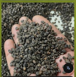 เมล็ดพืชปอร์ซาเลีย คอริลิโฟเลีย ขายส่ง สมุนไพรบาบชี รากสมุนไพร เครื่องเทศ จำหน่ายส่งจากผู้ผลิตและผู้ส่งออกในอินเดีย - Product Image 2