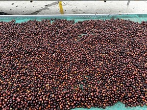 Bebidas sabrosas para la mañana Dalakon Tay Nguyen Café molido Tipo tostado 500g 24 meses Vida útil Hecho en Vietnam Kafei - Product Image 2