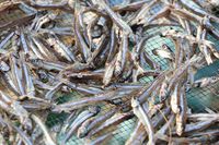 Anchois séchés du Vietnam-meilleure qualité et moins cher
