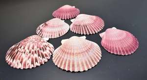 Coquilles de palourde naturelles du Vietnam, nettoyées, colorées, tailles variées pour l'artisanat DIY, la décoration intérieure, les présentoirs de mariage, les bijoux et les cadeaux - Product Image 3