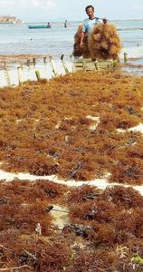 Algas Marinas Secas Tipo Coral Naranja Frescas, Naturales, Orgánicas, de Primera Calidad, de Jawa Timur, Indonesia, para Uso Herbal - Product Image 3