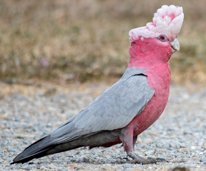 Galah Cockatoo Parrot Birds Live for Breeding <b>Aviaries</b> Ornamental Bird Keeping Wholesale Supplier NMF (PVT) LTD South Africa - Product Image 1