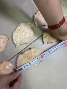 Cleaned Polished Dried <b>Crab</b> <b>Shell</b> Smooth Inner Surface No Meat Residue Low Odor from Vietnam - Product Image 2