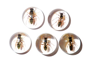 Cabochon rond en plastique avec spécimen réel d'abeille guêpe rouge, 19x19 mm, fond plat transparent, pour artisanat et fabrication de bijoux - Product Image 2