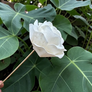 ดอกไม้ไม้โซลา VADEE SOLA WOOD FLOWER ทำมือ ยั่งยืนได้ สำหรับดอกกุหลาบไม้โซลา ขนาด 8.5 ซม.  ทำจากเส้นใยพืชเซสบานียา  พระนครสุรินทร์ - Product Image 4