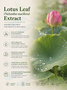 Hgo สารสกัดจากใบบัวธรรมชาติบริสุทธิ์ (nelumbo nucifera) (เกรดอาหารเพื่อสุขภาพ) ข้อมูลจำเพาะ10:1 - Product Image 2