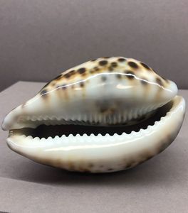 Conchas de Cauri Blancas Ecológicas Premium al por Mayor, Forma Natural, Tamaños Grandes y Pequeños, de Vietnam, para Manualidades y Decoración del Hogar - Product Image 1