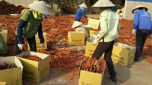 Cassia Yen Bai de Vietnam, Premium, Sin OMG, en Barra, Seca, Cruda, de 35-50 cm, Alta Calidad, IIGLOBAL JSC, Vida Útil de 18-24 Meses para Alimentos - Product Image 6