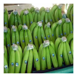 Bananes Cavendish vertes de haute qualité, fraîches de la ferme, produits naturels pour la transformation alimentaire et la distribution commerciale en gros - Product Image 1