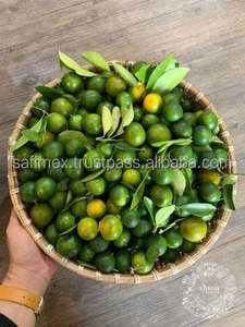 BEST SELLER FRESH <b>GREEN</b> KUMQUAT FRUIT FROM VIETNAM - Product Image 3