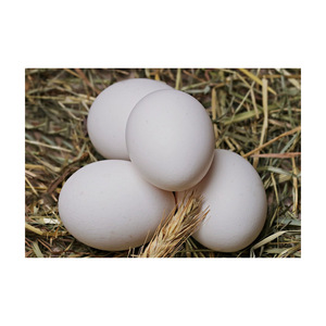 Huevos de Gallina de Alta Calidad, Frescos y Naturales, Precio al por Mayor, Productos Animales - Product Image 5