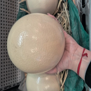 Fournisseur fiable d'œufs d'autruche frais de qualité supérieure et de grande taille - Product Image 2