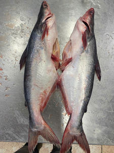 Pangasius Congelado de Vietnam, Pescado Entero de Primera Calidad, 30-45cm de Largo, Congelado en Bloque IQF, Tamaños Personalizados, Etiqueta Grado A/B, Pieza - Product Image 5
