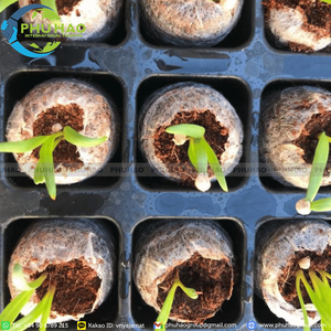 Best-seller : granulés de cocopeat à faible teneur en EC, pureté de 95 %, pour semis professionnels et favorisation de systèmes racinaires sains - Product Image 6