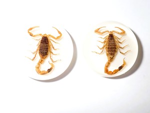 Cabujón Redondo de Plástico con Espécimen Real de Escorpión Dorado Moderno, 25x25 mm, Base Plana Blanca para Manualidades y Joyería - Product Image 1