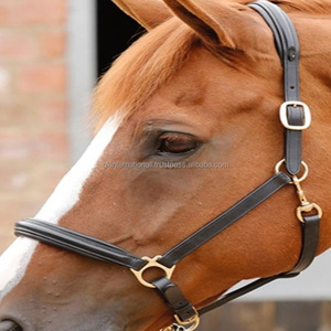 Licou de cheval en cuir rembourré de luxe d'aspect anglais classique avec double boucles et muserolle réglable marchandises équestres de cheval de licou - Product Image 6