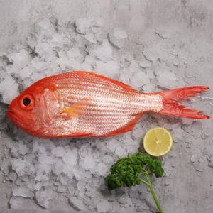 Poisson snapper entier nettoyé, poisson frais et de qualité supérieure, certifié Halal, disponible pour l'exportation en gros et à l'international - Product Image 5