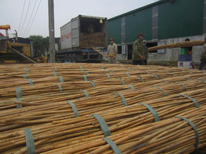 Varas de Ratán Sostenibles para la Producción de Muebles Hechos a Mano - Product Image 5