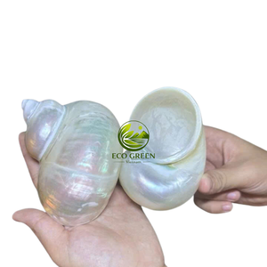 Coquilles turbo naturelles polies pour la décoration d'aquariums, remplacement de coquilles de crabe ermite, artisanat côtier, fournitures de décoration intérieure - Product Image 3