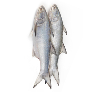 Salmón entero congelado/ Filete de salmón/ Cabeza de salmón en venta - Product Image 5