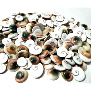 Gema de Concha de Ojo de Shiva Natural, Multicolor, de Diferentes Formas y Tamaños, Lote al por Mayor para la Fabricación de Joyas, Cabujón de Concha de Ojo de Shiva - Product Image 4