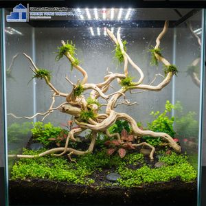 Decoración de Raíz de Madera Natural para Acuarios, Peceras, Terrarios, Hábitats de Reptiles, Ecológica, Forma Irregular - Product Image 4